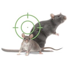 Raticide et souricide pro - Broditop pâte 50 ppm Brodifacoum - Seau de 5kg - Zapi Raticide et souricide pro - Broditop pâte 50 ppm Brodifacoum - Seau de 5kg - Zapi
