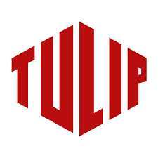 Tulip Lely